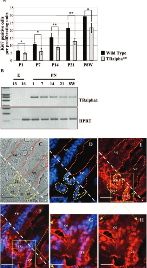 FIG. 1. Analysis of crypt cell proliferation and TR ␣ 1 expression in the small intestine