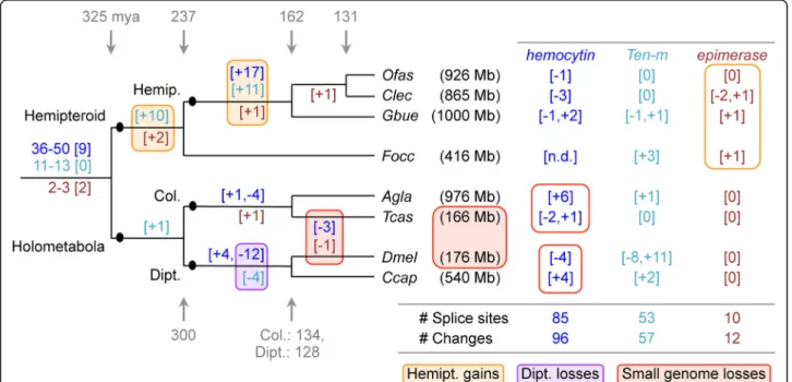 Fig. 7 Splice site evolution correlates with both lineage and genome size. Splice site changes are shown for hemocytin (blue text), Tenascin major (Ten-m, turquoise text), and UDP-galactose 4 ′ -epimerase (brown text), mapped onto a species tree of eight i