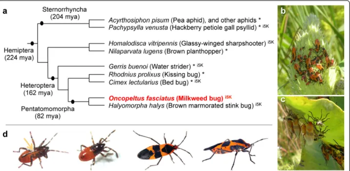 Fig. 1 The large milkweed bug, Oncopeltus fasciatus, shown in its phylogenetic and environmental context