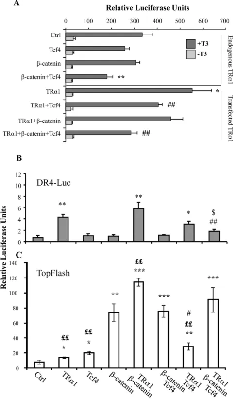 Figure 4. b-catenin/Tcf4 complex interferes with TRa1 functionality in luciferase assay in vitro