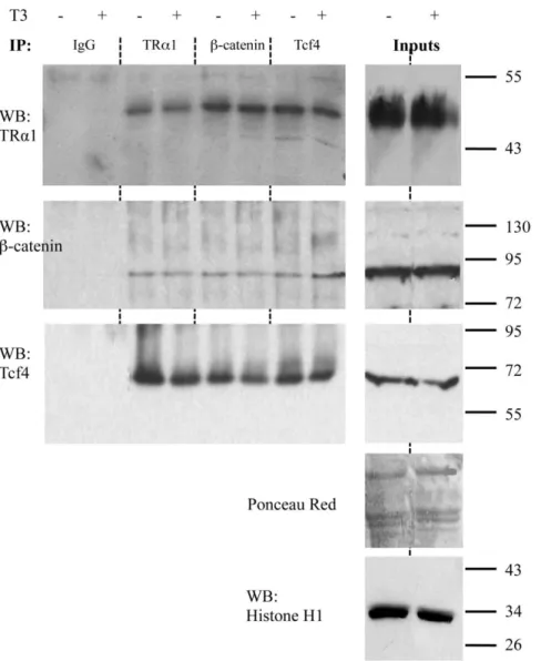 Figure 5. Physical interaction between TRa1 and the b-catenin/Tcf4 complex. Nuclear extracts from Caco2 cells, maintained in T3-depleted (2) or T3-supplemented (+) serum, were immunoprecipitated with antibodies directed against endogenous Tcf4, b-catenin o
