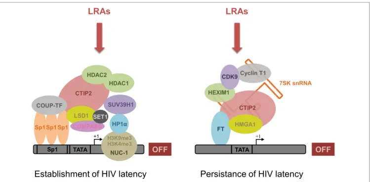 FiGURe 1 | CTiP2 promotes the establishment and persistence of Hiv-1 latency through the recruitment of two macromolecular complexes on the  Hiv-1 promoter in microglial cells