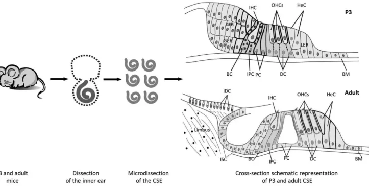Figure 1. A schematic summary of the postnatal day-3 and adult cochlear dissection protocol