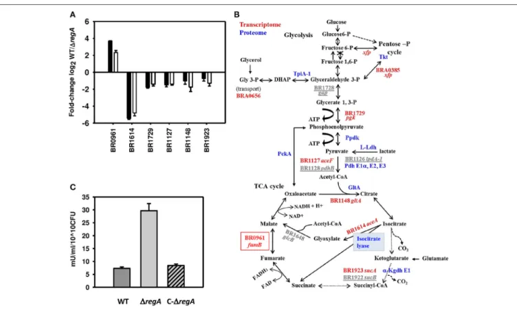 FIGURE 6 | RegA-dependent regulation of pathways involved in energy production. (A) Fold-change of differentially expressed genes (BR0961: fumB, BR1614: aceA, BR1729: pgk, BR1127: aceF, BR1148: gltA, and BR1923: sucA) are represented as the log2-values of 