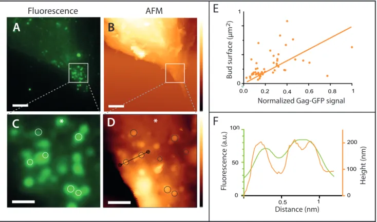 Figure 2 - Nanoscale imaging of HeLa cells expressing Gag-GFP using correlated fluorescence-atomic force  microscopy.