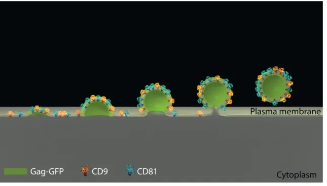 Figure 5 – Model of tetraspanin lateral organization in the HIV-1 context.