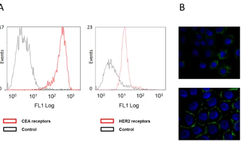 Figure 3. Cell surface receptors and mAbs localization. (A) Flow cytometry analysis of cell surface CEA (left panel) and HER2 (right panel) expression in A-431 cells using the anti-CEA 35A7 and anti-HER2 trastuzumab mAbs, respectively