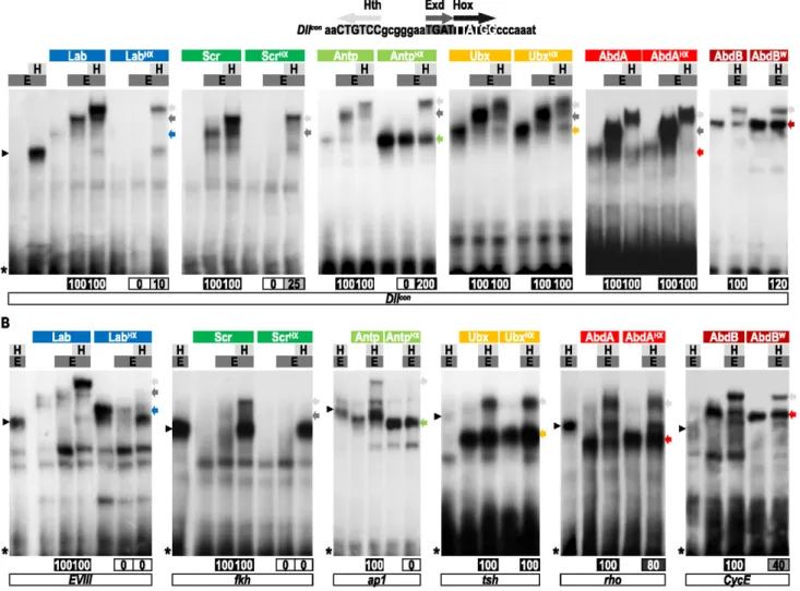 Figure 3. Role of the HX of Drosophila Hox proteins for Exd and/or Exd/Hth recruitment in vitro