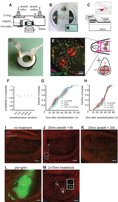 Fig. 1. Chamber design and larva positioning for in vivo imaging of wing discs. (A) Imaging chamber