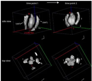 Fig. 4. Chronic imaging of Hippo signaling perturbations. Gal4 flip-out clones overexpress Yki, whereas LexA flip-outs are WT