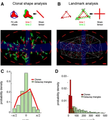 Fig. 6. Strain tensors obtained from clonal shape and landmark analysis.