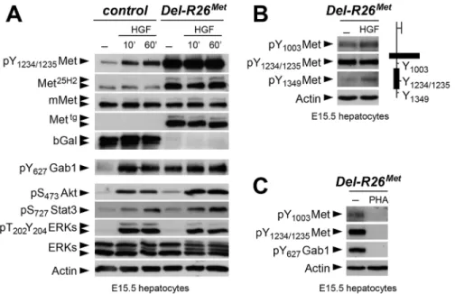 Fig 7. Biochemical analyses in embryonic hepatocytes show restriction of enhanced Met signalling at distinct levels