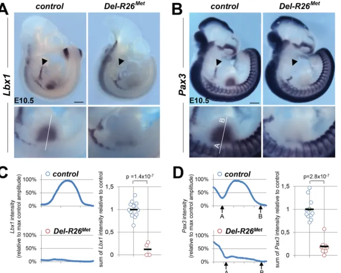 Fig 2. Myoblast migration is impaired in Del-R26 Met mutants. (A, B) Whole mount ISH of E10.5 embryos with Lbx1 (A) and Pax3 (B) probes showing drastic reduction of migrating myoblasts towards the developing tongue (arrowhead), fore and hind limbs