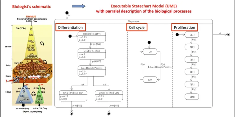 FIGURE 1 | Refactoring the continuous population (ODE) conveyor-belt model of thymocyte differentiation (8) into a computer executable visual language: The «biological schema »of thymocyte dynamics originally proposed is transformed into a UML state-transi