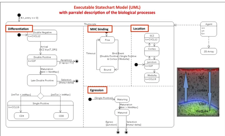 FIGURE 2 | Refactoring the automata single-cell model of thymocyte differentiation and migration (20) into a computer executable visual language.The 40 pages of Fortran code is transformed in computer UML state-transition diagram