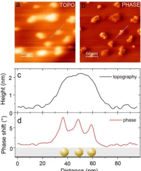 Figure 3. (a) Height (topographic) image (300 × 300 nm 2 ) acquired simultaneously with the  phase  image  from  (b)