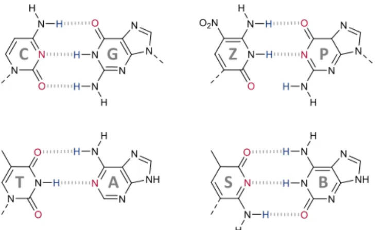 Figure  2.  Expanded  genetic  alphabet  containing  eight  different  nucleobases,  forming  four  orthogonal base pairs