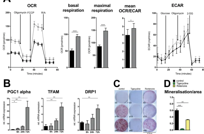 Figure 1.  Osteoblast differentiation is dependent on an increase in oxidative phosphorylation