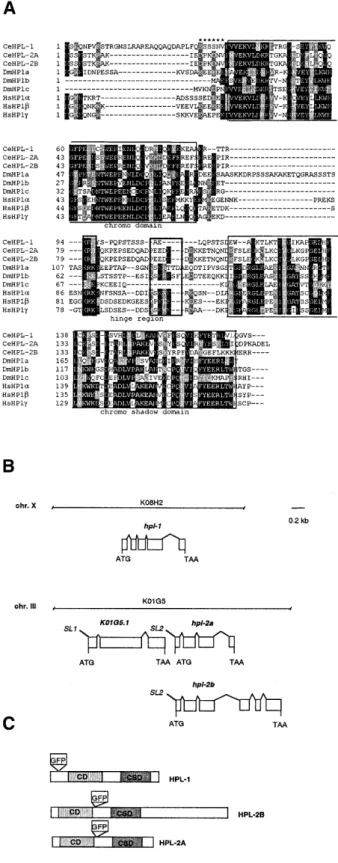 Fig. 1. (A) Alignment of amino-acid sequences of the HP1 proteins from human (HP1α, -β and -γ), Drosophila (HP1a, -b and –c) and C