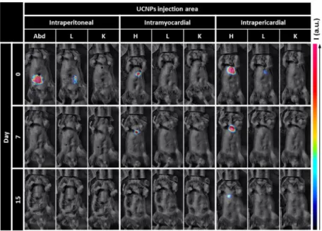Fig 3. Spatio-temporal evolution of upconversion intensity. Representative images of the retention of UCNPs in the cardiac region and their biodistribution on day 0, day 7, day 15.