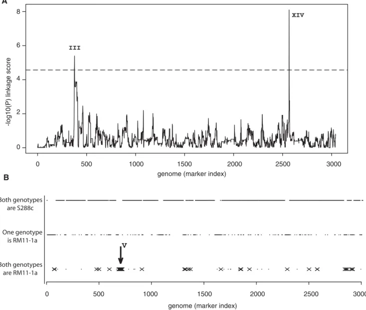 Figure 2. Genome scans for noise QTL. A) Noise levels of P MET17 -GFP from S288c6 RM11-1a segregants were treated as a quantitative phenotype and genetic linkage was tested at each of 3042 marker positions on the genome