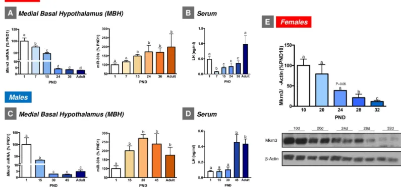 Fig 2. Expression profiles of Mkrn3 mRNA and miR-30b in the MBH of female (A) and male (C) rats during postnatal maturation (n = 5–9/group)
