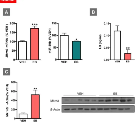 Fig 3. Expression profiles of Mkrn3 mRNA and miR-30b in the hypothalamus of female rats neonatally injected (on PND1) with EB (A)