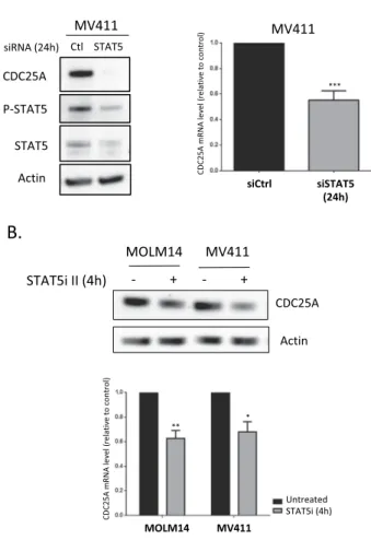 Figure 1.  STAT5 regulates CDC25A protein and mRNA level in FLT3-ITD AML cells. (A) MV411 cells were  transfected for 24 h (hours) with siRNA against STAT5A/B, and the CDC25A protein and mRNA levels were  analyzed by western blot (left panel) and RT-qPCR (