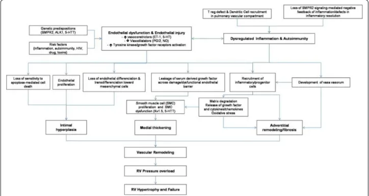 Figure 1 Pathophysiology of PAH. The pulmonary vascular remodeling responsible for PAH is the consequence of closely intertwined predisposing and acquired factors