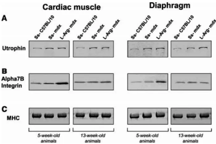 Fig. 3A shows utrophin and α7Β integrin staining of cardiac cross-sections. Utrophin  immunostaining of the Ss-treated C57BL/10 cardiac muscle essentially revealed microvessels  (Fig