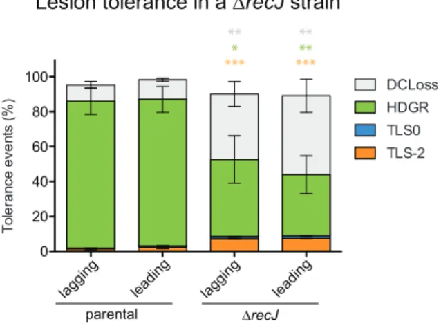 Figure 4. Partitioning between TLS, HDGR and Damaged chromatid loss (DC Loss) in the presence of one single AAF lesion inserted in the parental strain and in the recJ deficient strains