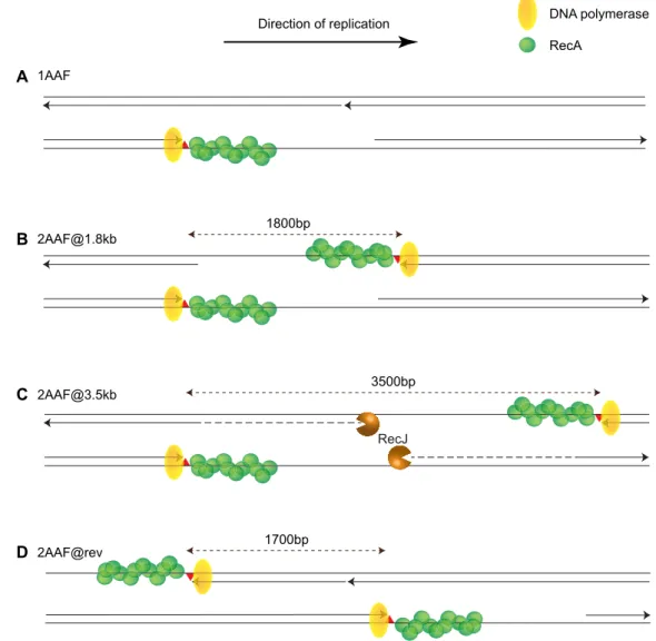 Figure 5. Structural configuration during lesion bypass. (A) When one single lesion is encountered in the leading strand, a ssDNA gap is generated down- down-stream the lesion