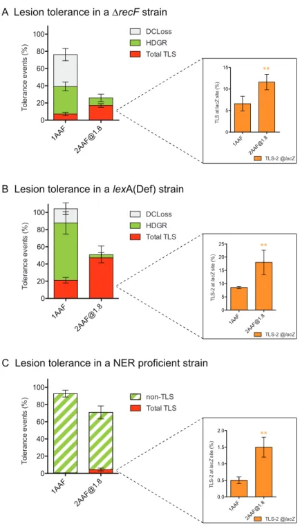 Figure 6. Partitioning of DDT pathways at one single AAF lesion and at two AAF lesions on opposite strands at 1.8 kb distance