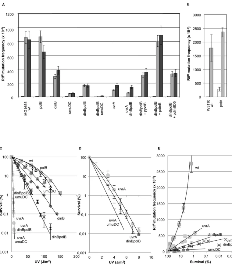 Fig 1. Genetic interactions define a mutation pathway that is dependent upon dinBpolB and nucleotide excision repair genes