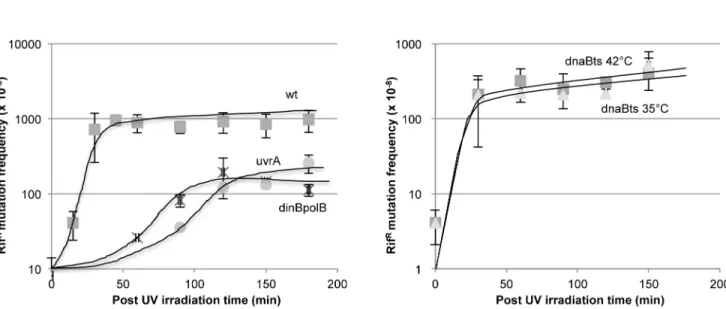 Fig 2. Differential kinetics of mutations induced during NER versus replication. 2A: Kinetics of rif R mutation fixation in various strains following a single UV dose