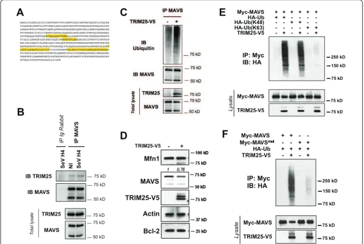 Figure 3 The E3 ubiquitin ligase TRIM25 catalyzes Lys 48-linked ubiquitination of MAVS