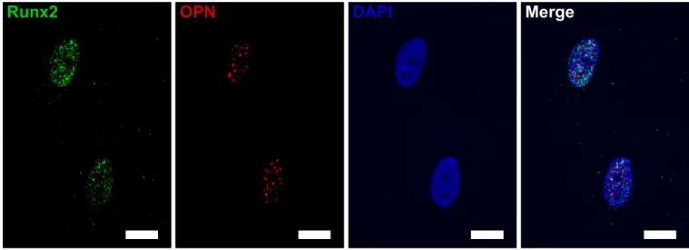 Figure  3.  Example  of  immunofluorescence  images  obtained  for  the  characterization  of  Runx2  and OPN expression (nucleus marked with DAPI) for understanding of intracellular distribution  of these proteins on flat silicon