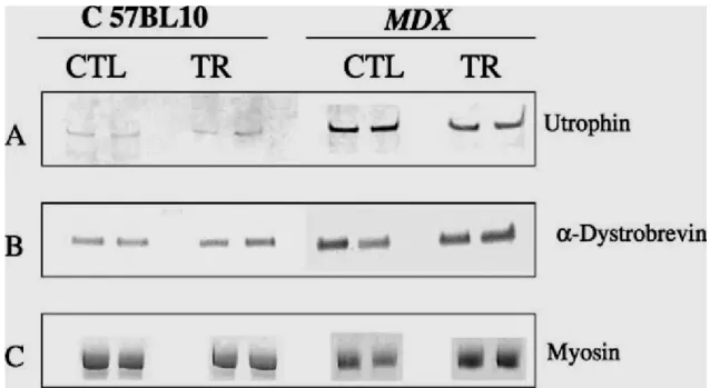 Fig. 4. Comparative Western blot analyses of control and trained diaphragmatic muscle extracts from  mdx and C57BL10 mice