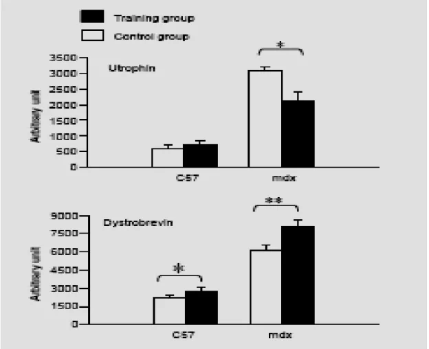 Fig. 5. Effect of respiratory training on sarcolemmal expession of utrophin and alpha-dystrobrevin in  diaphragm of mdx and C57BL10 mice