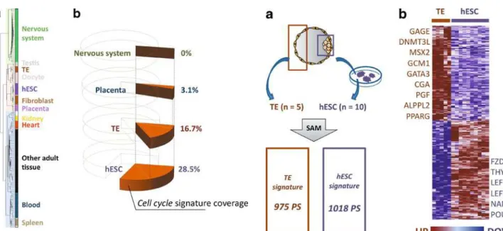 Fig. 1 Overview of TE expression profile and expression of cell cycle-specific genes in TE, hESCs, placenta and nervous system