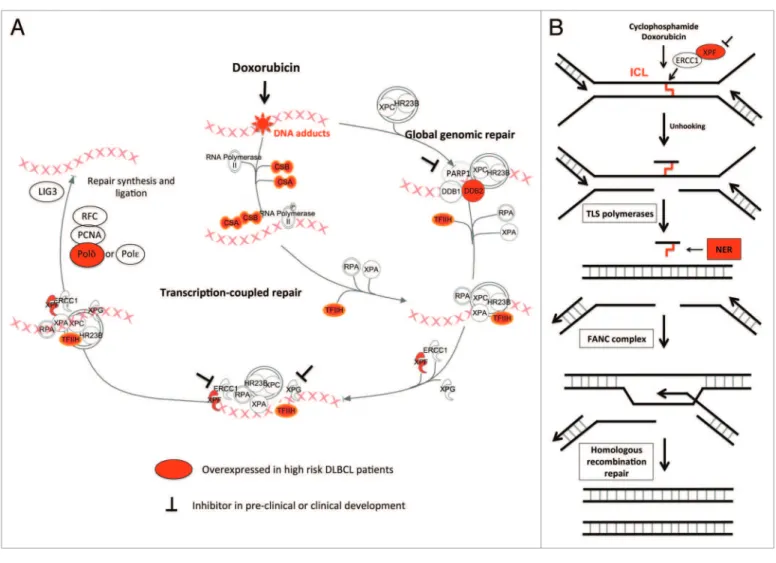 Figure 1. Potential roles of NEr in dLBCL cells chemoresistance. (A) doxorubicin induced dNa adducts: repair of dNa adducts by transcription- transcription-coupled NEr or by global genomic NEr difers in their initial steps