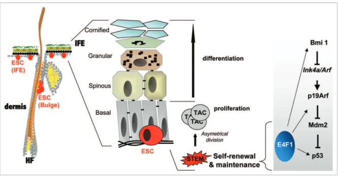 Figure 1. E4F1, through its connection with the Bmi1-arF-p53 axis, regulates epidermal stem cell (ESC) maintenance
