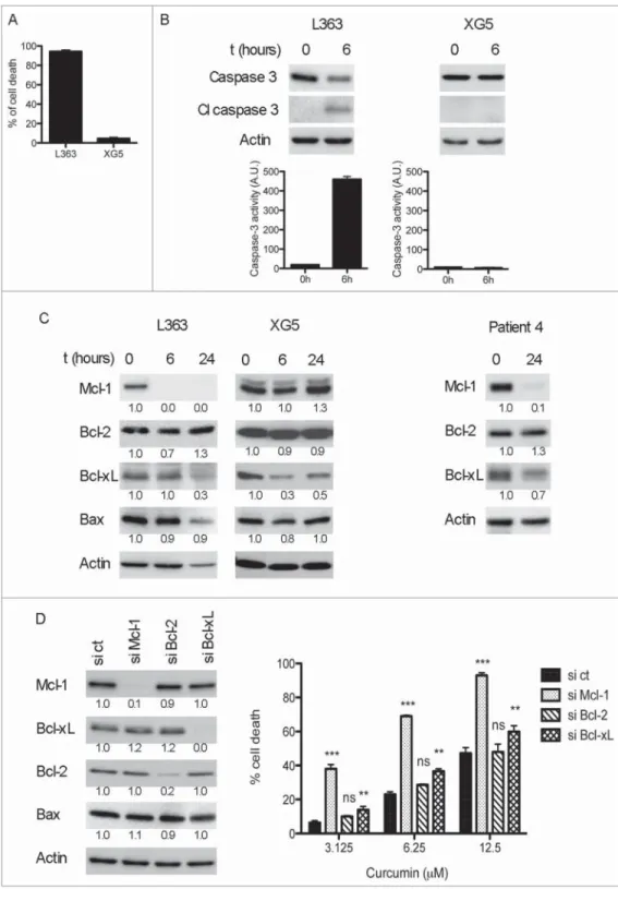 Figure 3. Curcumin cell death was associated with Mcl - 1 decrease and Caspase-3 activation