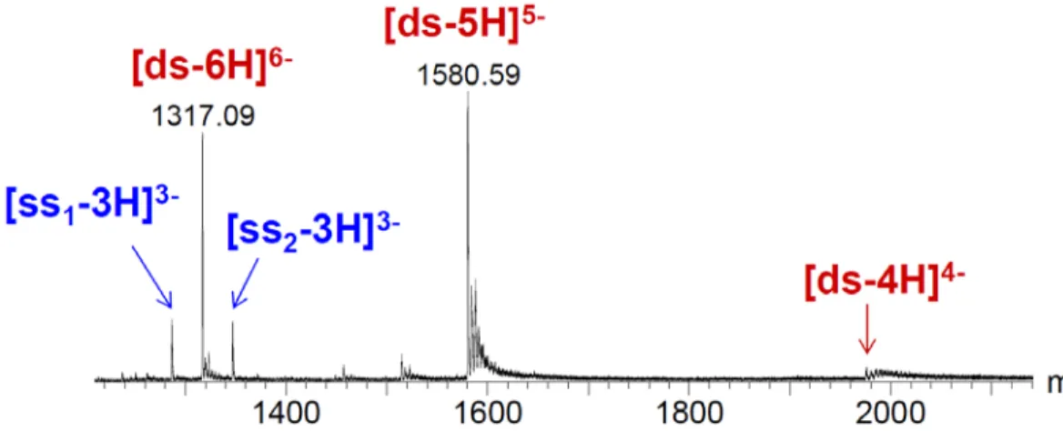 Figure 3: Typical ESI mass spectrum of a 14-mer double-stranded DNA (noted “ds”) constituted  from  the perfectly complementary single strands “ss 1 ” (5’-GGGGTCGTAGTGGC-3’) and “ss 2 ”  (5’-GCCACTACGACCCC-3’), mixed at 5 µM in 100 mM NH 4 OAc