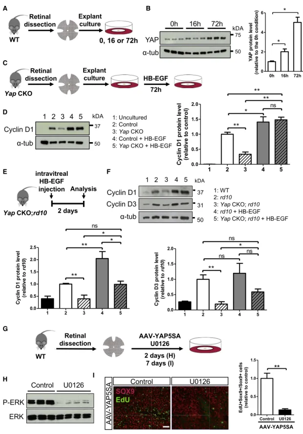 Figure 7. EGFR Signaling Is Required for YAP-Induced Proliferation of M€ uller Cells