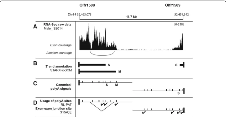 Fig. 5 New annotations for Olfr1508 and Olfr1509 3 ’ UTR isoforms and experimental validation