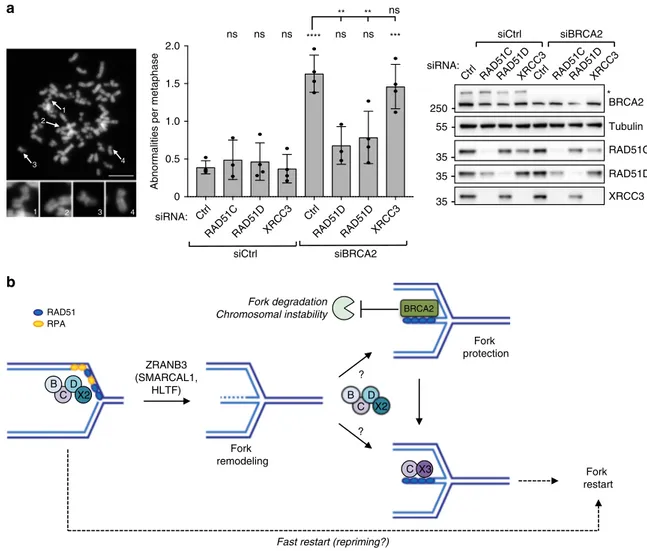 Fig. 5 BCDX2, but not CX3, promotes chromosomal instability in BRCA2-defective cells. a Metaphase spread analysis for detecting chromosomal aberrations in U2OS cells double transfected with a control siRNA (Ctrl) or with siRNAs targeting RAD51C , RAD51D , 