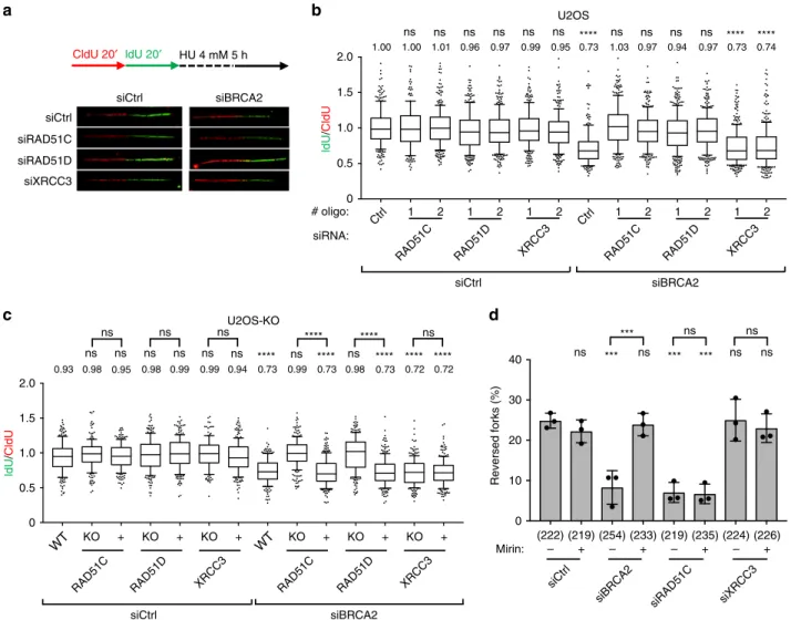 Fig. 3 BCDX2 complex, but not CX3, promotes reversed fork degradation in BRCA2-depleted U2OS cells