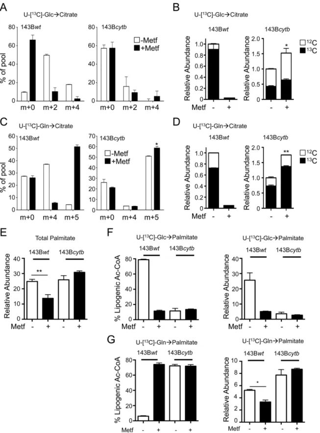 Fig 5. Metformin requires functional mitochondrial electron transport to suppress de novo lipogenesis