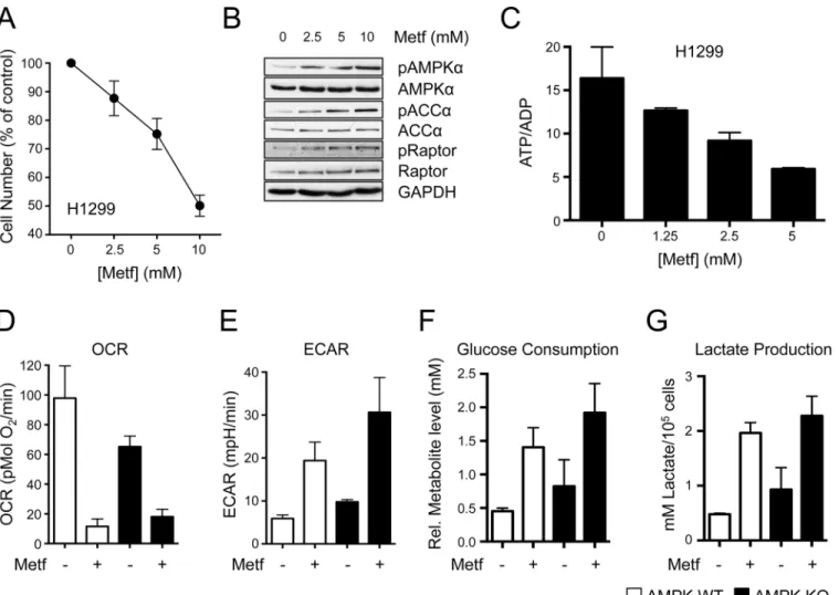 Fig 1. Metformin exerts AMPK-independent effects on cancer cell metabolism. A. Proliferation of H1299 NSCLC cells treated with the indicated concentrations of metformin for 72 h